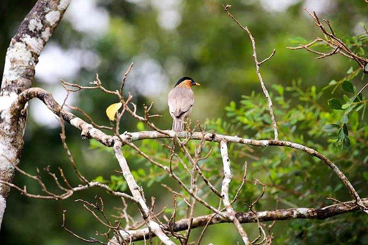 Wildlife Tour Covering Birds, Mammals and Whales (12 Days)