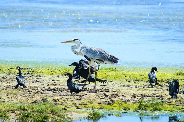 Wildlife Tour Covering Birds, Mammals and Whales (12 Days)
