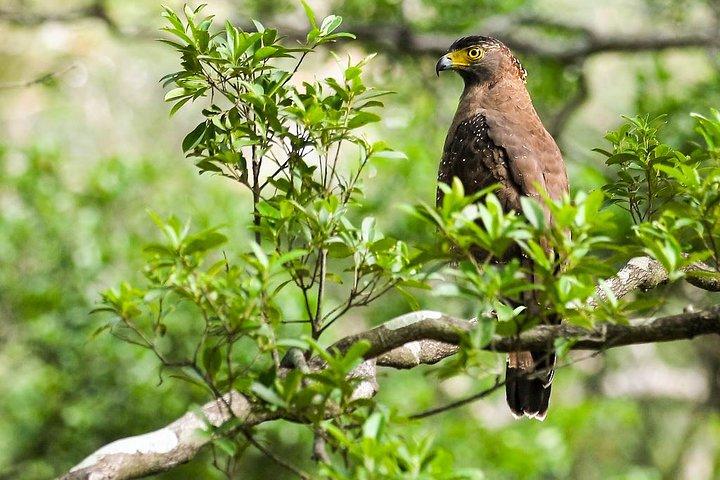 Wildlife Tour Covering Birds and Mammals (14 Days)