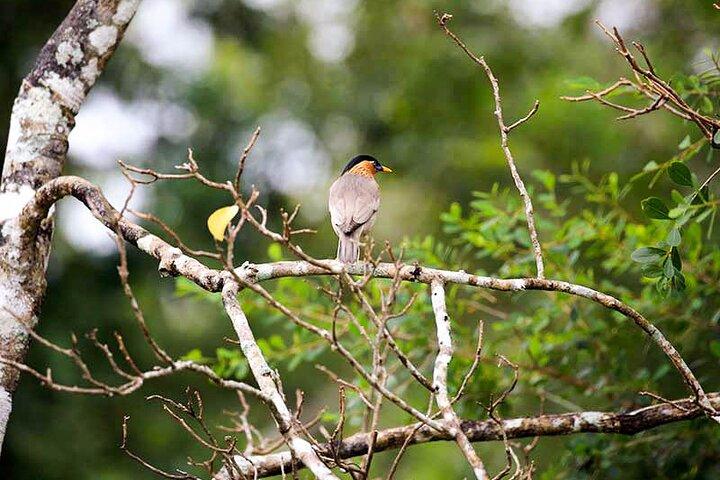 Wildlife Tour Covering Birds and Mammals (14 Days)