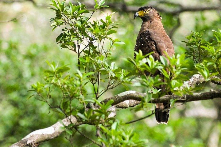 Wildlife Tour Covering Birds, Mammals and Whales (12 Days)