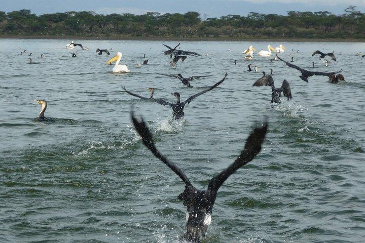 5 Days Bird Watching Safari.