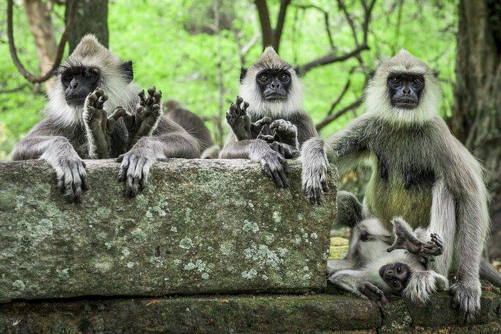 Explore Monkey Kingdom from Polonnaruwa