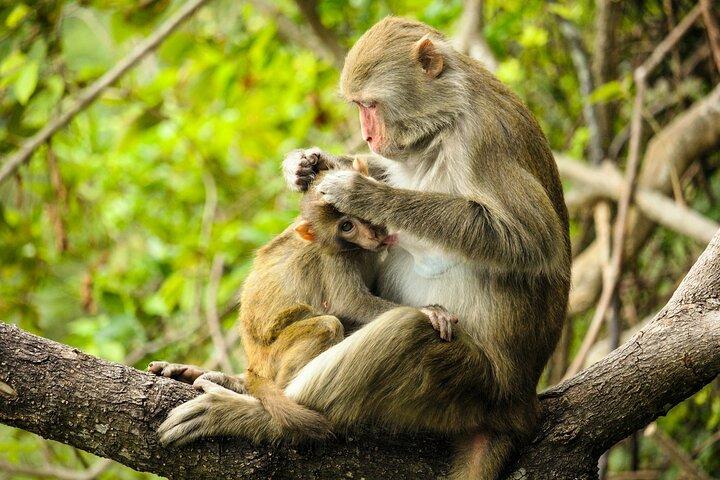 Explore Monkey Kingdom from Polonnaruwa