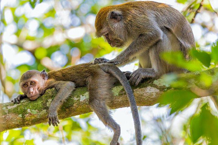 Explore Monkey Kingdom from Polonnaruwa