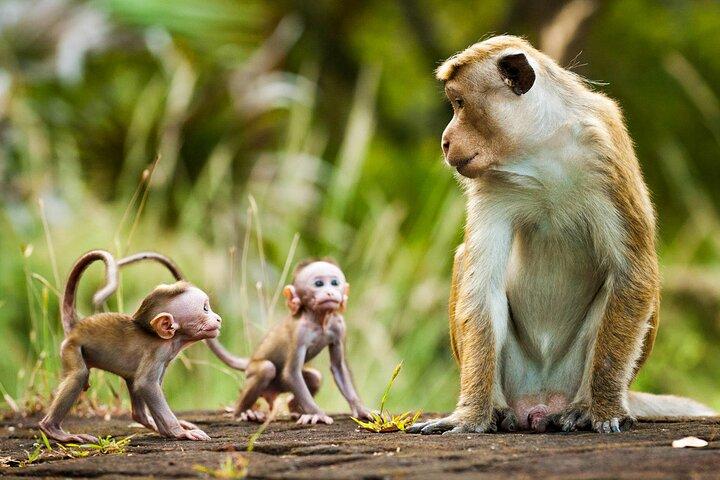 Explore Monkey Kingdom from Polonnaruwa