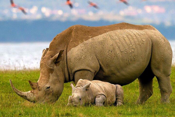 Lake Nakuru National Park & Boat Ride at Lake Naivasha Day Tour From Nairobi