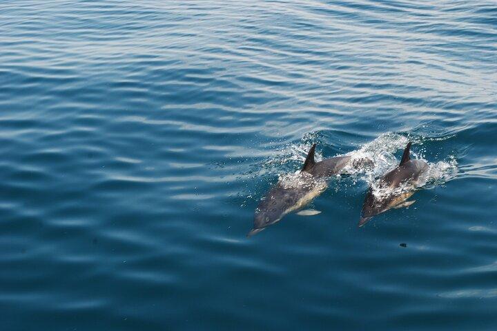 Albufeira: Dolphin Watching and Caves Cruise