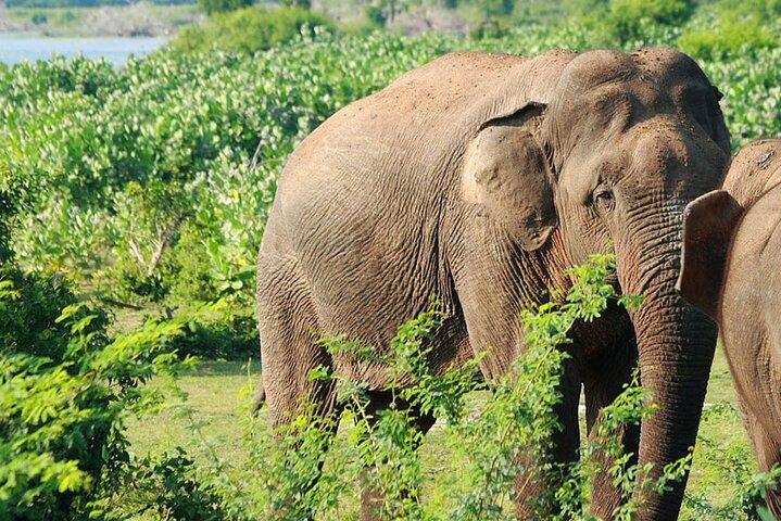Knuckles and Wasgamuwa trail from Colombo