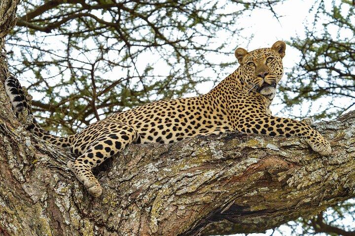 4 Day Tour to Lake Manyara, Ngorongoro Crater and Tarangire