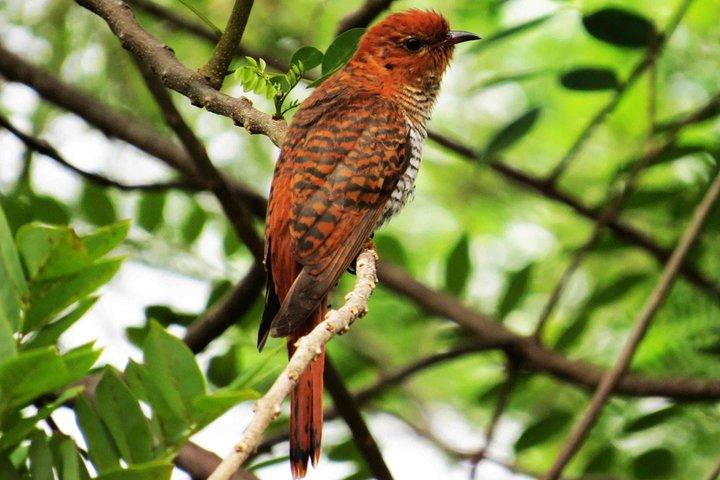 Kalametiya Sanctuary Birdwatching Boat Ride