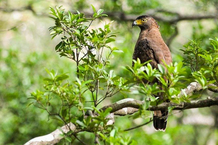 Birds, Wildlife and Culture of Sri Lanka (11 Days)