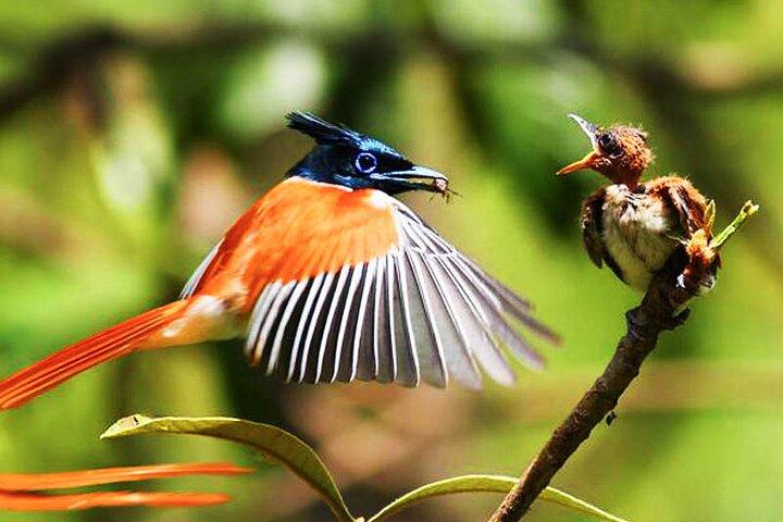Birds, Wildlife and Culture of Sri Lanka (11 Days)
