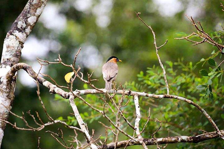 Birds, Wildlife and Culture of Sri Lanka (11 Days)