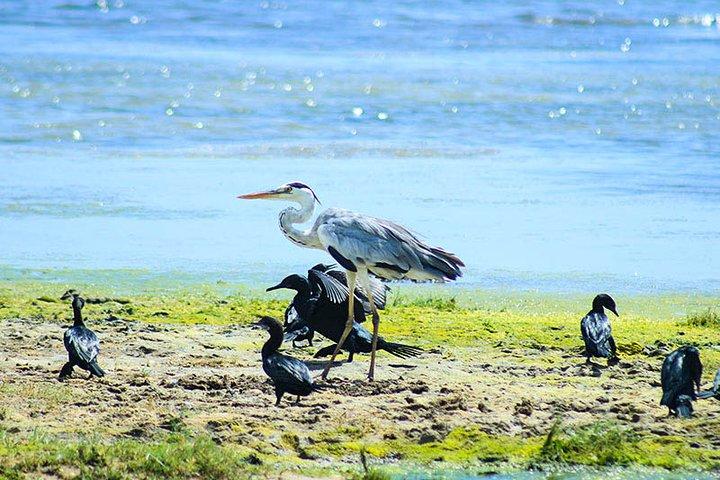 Birds, Wildlife and Culture of Sri Lanka (11 Days)