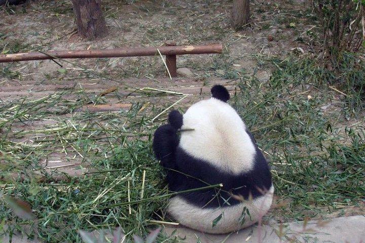 Chengdu Private Day Trip: the Research Base of Giant Panda & Leshan Giant Buddha