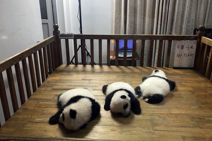 Chengdu Private Day Trip: the Research Base of Giant Panda & Leshan Giant Buddha