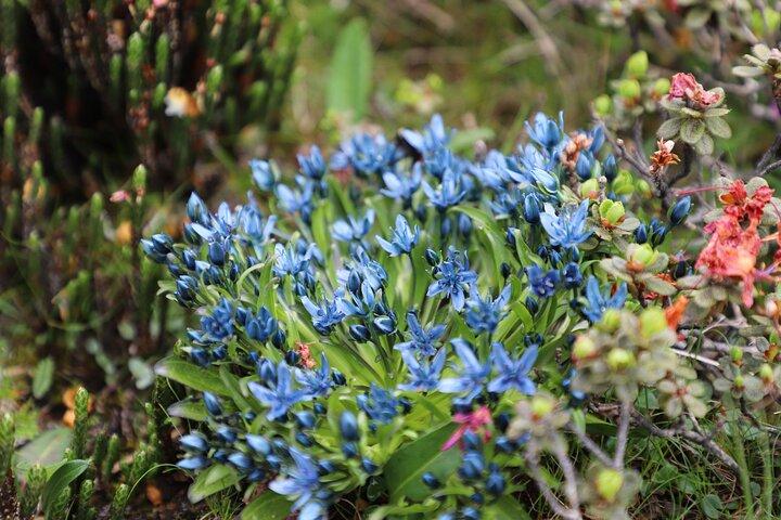 6-Day Alpine Flower Photography Tour
