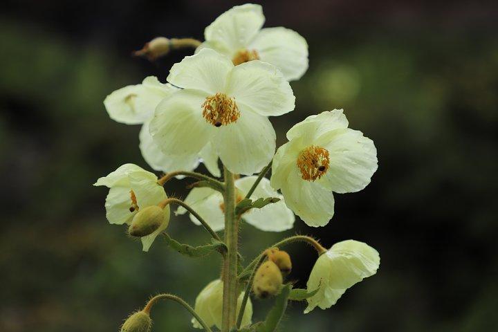 6-Day Alpine Flower Photography Tour