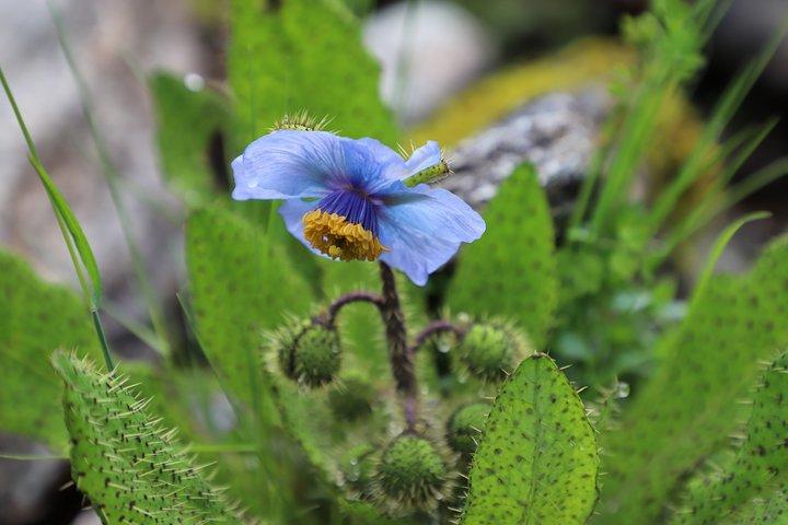 6-Day Alpine Flower Photography Tour
