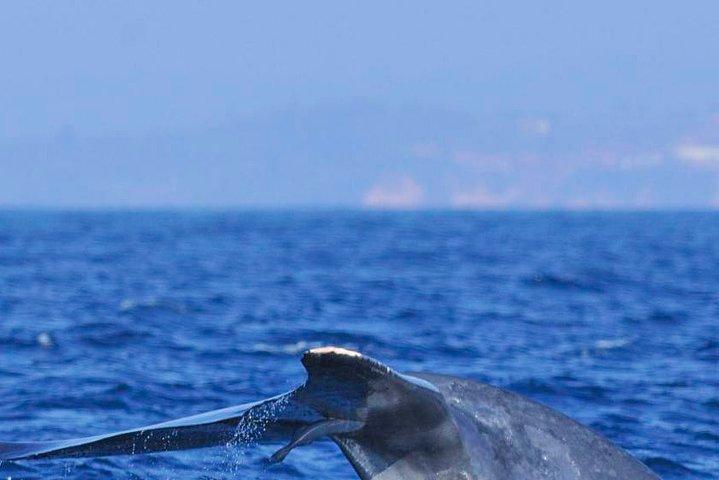 3-Hour Yacht Cruise from Mirissa