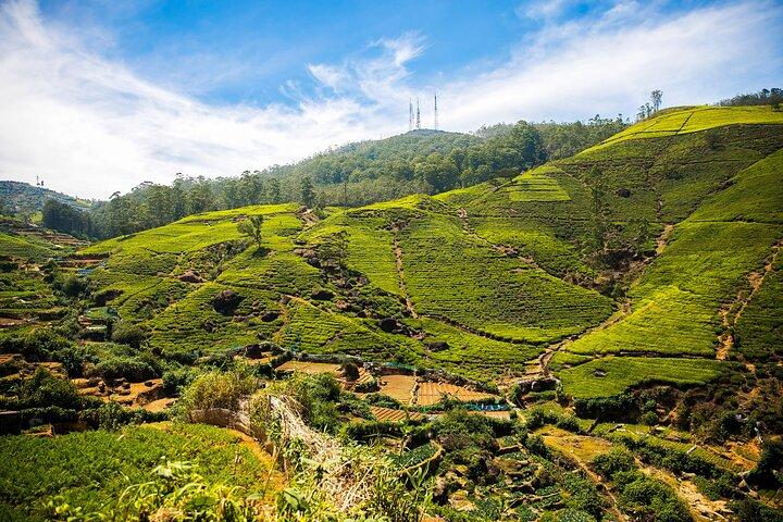Tea Estate Experience from Ella