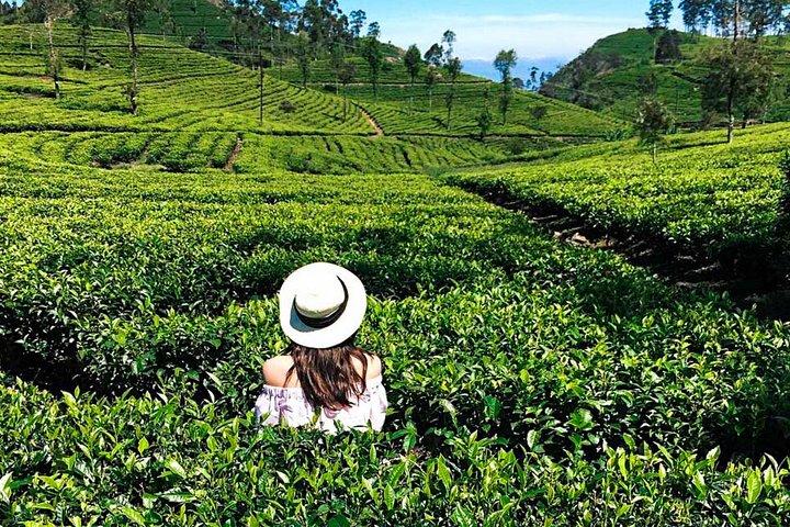 Tea Estate Experience from Ella