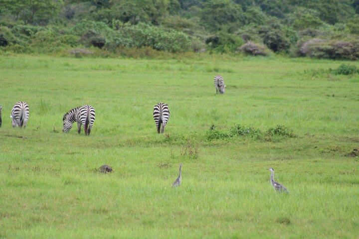 6-day Lake Manyara Serengeti Ngorongoro Crater and Tarangire