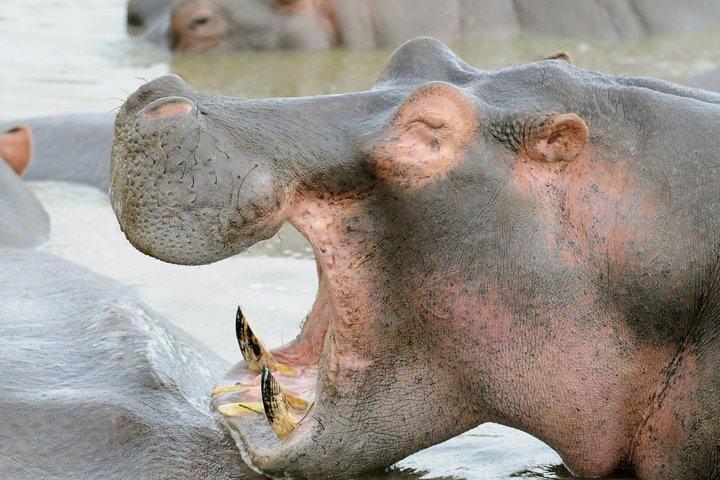 4 Day Tour to Lake Manyara, Ngorongoro Crater and Tarangire