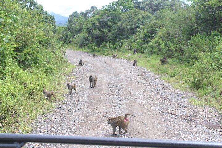 7-Day Tour in Lake Manyara, Serengeti Plains, Ngorongoro Crater and Tarangire