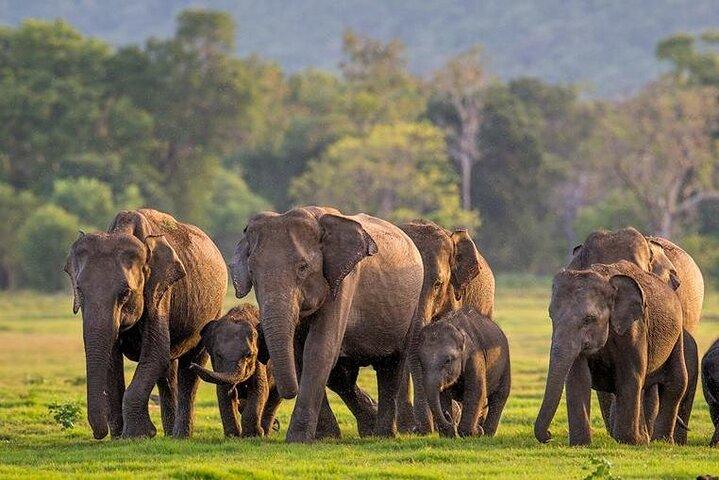Kaudulla National Park Safari | Jeep with Tickets
