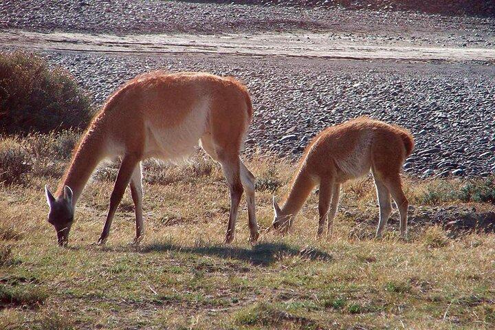 5-Day Tour Glaciers of Patagonia from Puerto Natales