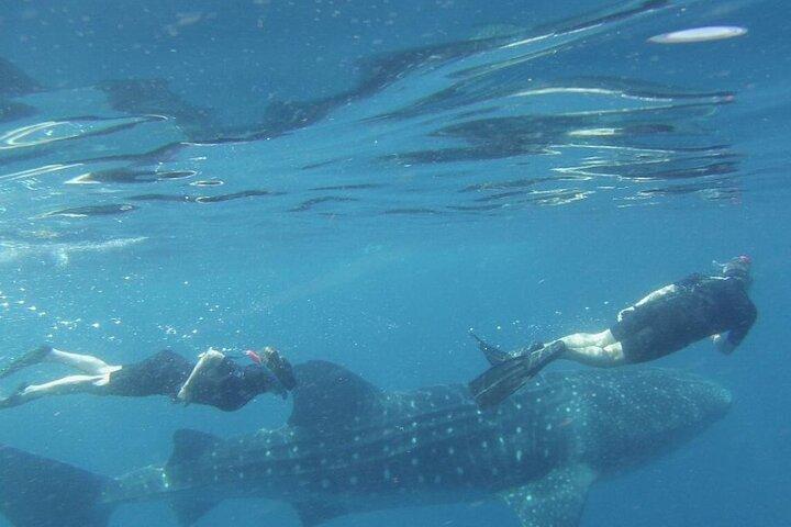 Live the experience of Swimming with the Whale Shark in Cancun