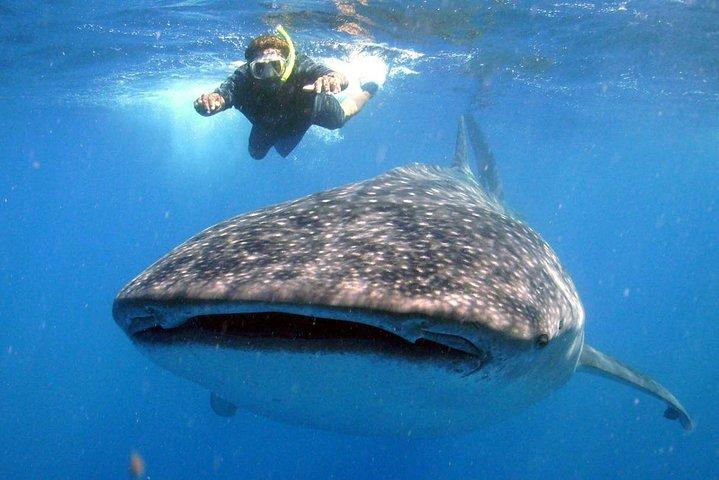 Live the experience of Swimming with the Whale Shark in Cancun