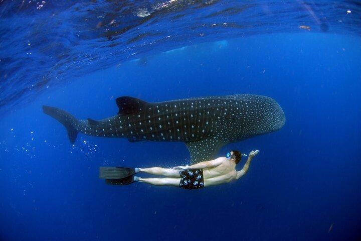 Live the experience of Swimming with the Whale Shark in Cancun