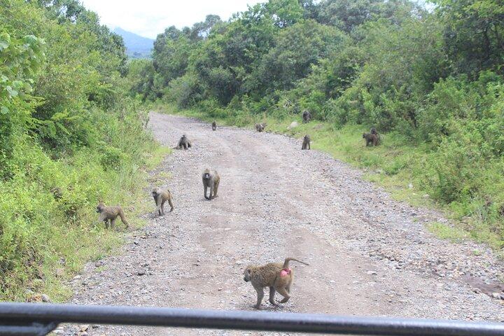 Tour at Arusha National Park
