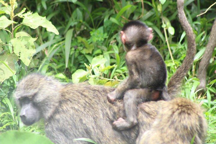 Tour at Arusha National Park
