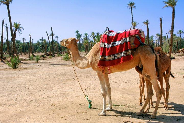 Marrakech Activities Bundle Discount 3 For 2