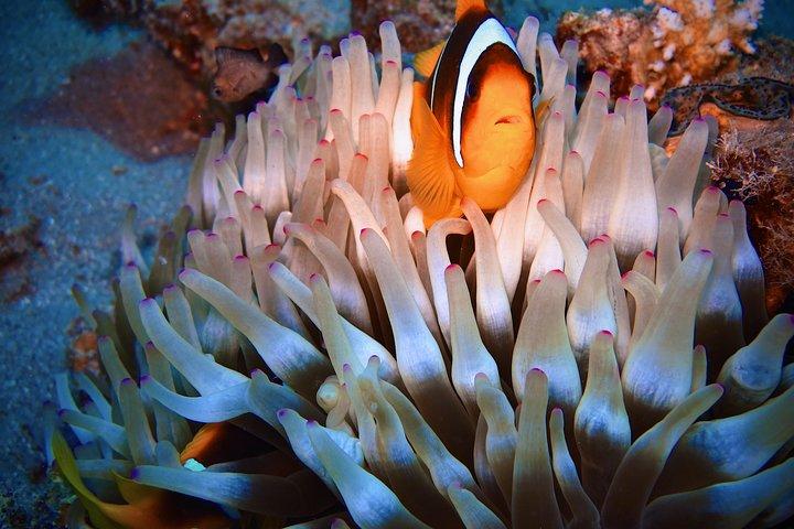 Safari Blue Hall & Dahab Tour With Camel, Snorkelling From Sharm El Sheikh