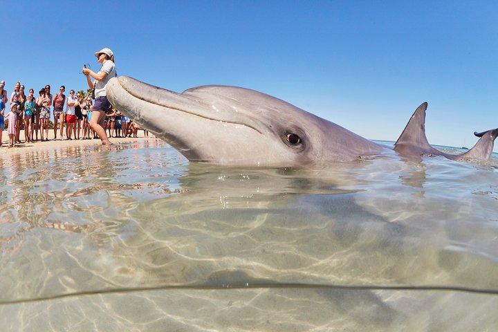 7-Day Exmouth Explorer via Pinnacles Monkey Mia Ningaloo Reef returning to Perth