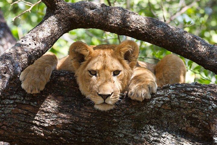 Private Lake Manyara National Park Day Trip from Arusha