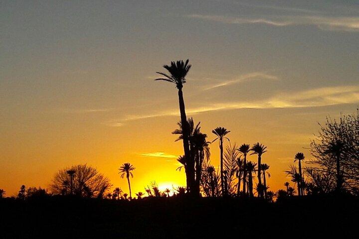 Sunset Camel Ride in the Palm Grove of Marrakech