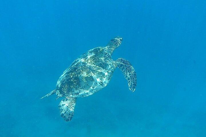 Waikiki: Turtle Canyon Morning Snorkel & Sail | Oahu