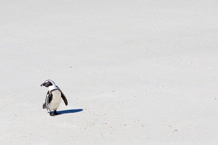 African Penguins (Boulders Beach) Half Day tour from Cape Town