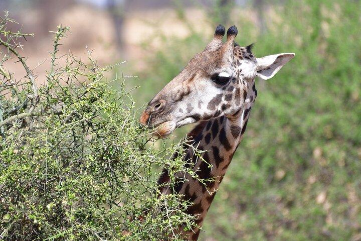 7 Days Rhino Ngorongoro Crater Safari Tour
