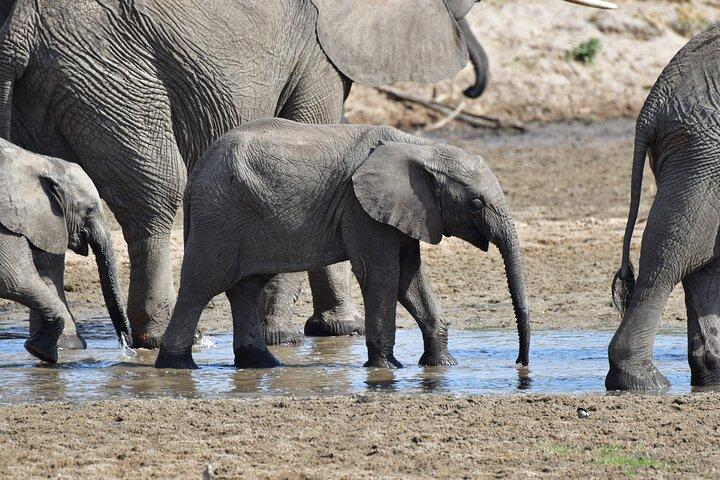 Tanzania Wildlife Cultural Safari from Arusha.