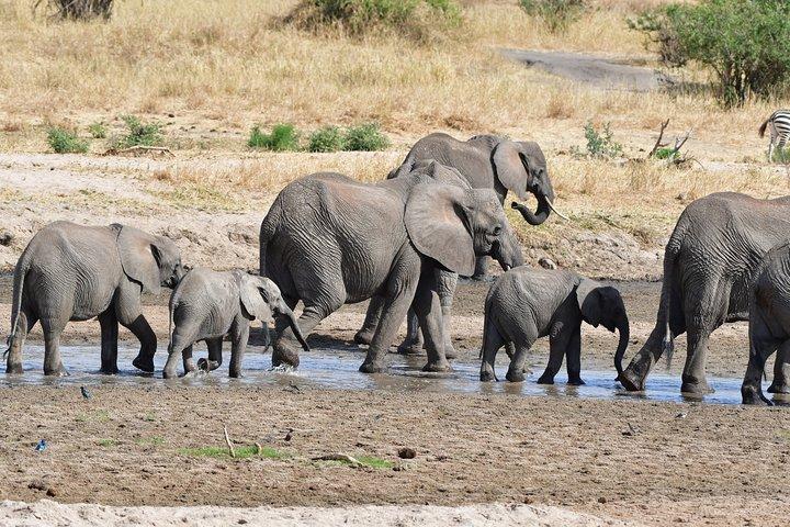 Tanzania Wildlife Cultural Safari from Arusha.