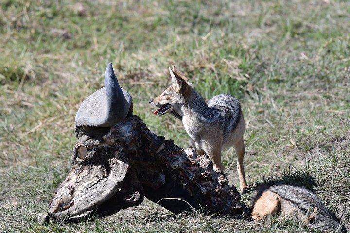 Tanzania Wildlife Cultural Safari from Arusha.