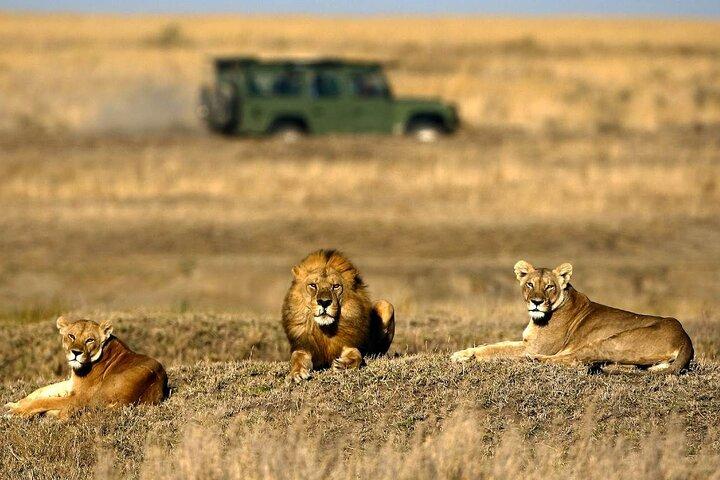 4-Day Basic Safari with Serengeti, Ngorongoro, & Tarangire