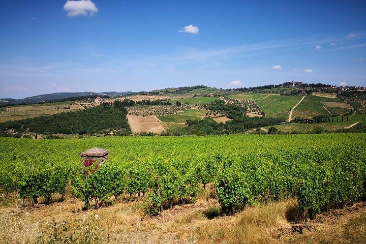 Wine tasting in Chianti private tours and driver from Florence